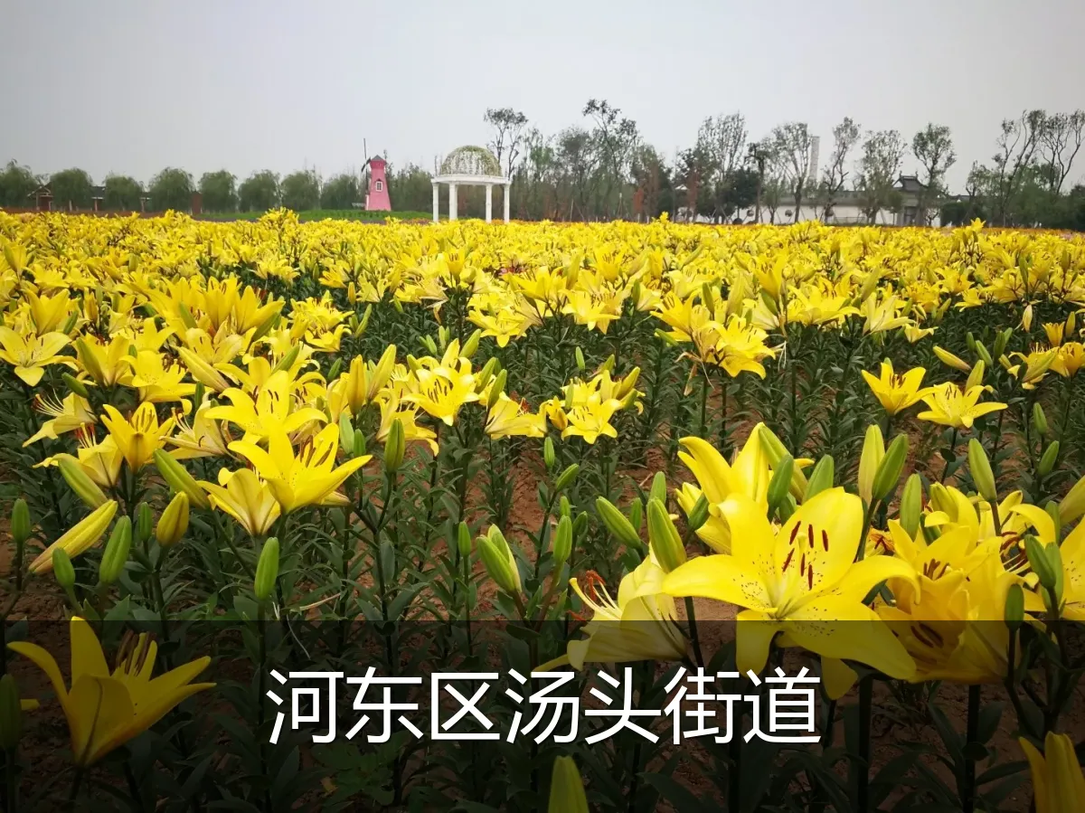 河东区汤头街道